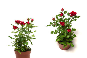 Red roses in a pot isolated on white background.