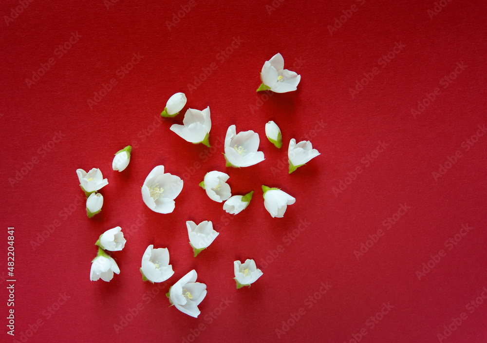 Canvas Prints Beautiful white jasmine flowers on a red background. Place for an inscription for a wedding, birthday, party or other celebration.	