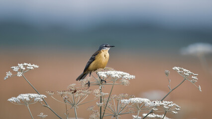A bird, a yellow wagtail, sitting sideways on white flowers in a field on an autumn day against a blurred background in the wild, close-up.