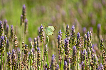 butterfly on lavender flower field (Lavandula angustifolia)