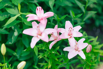 Beautiful lily flower on a background of green leaves. Lily flowers in the garden. Spring floral background.	
