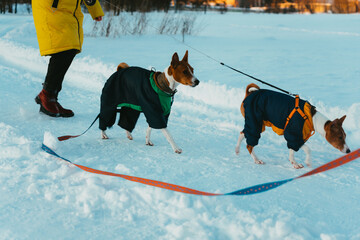 person walks the dogs
