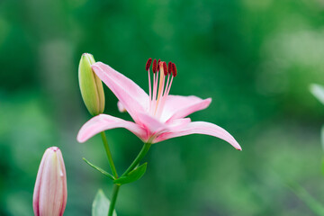 Beautiful lily flower on a background of green leaves. Lily flowers in the garden. Spring floral background.	