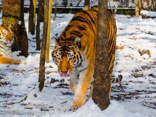 Siberian tiger in a snow covered area