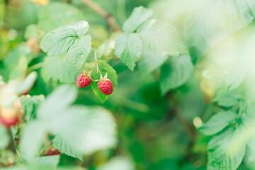 Ripe raspberry branch in the garden. Red sweet berries grow on a raspberry bush in an orchard.