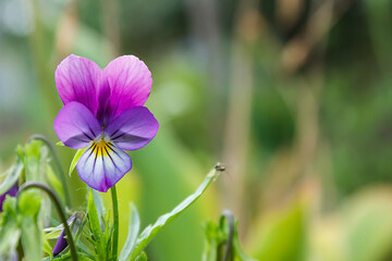 purple violet with buds blooms on a sunny meadow. flower closeup	Gardening, plantations and farms.
