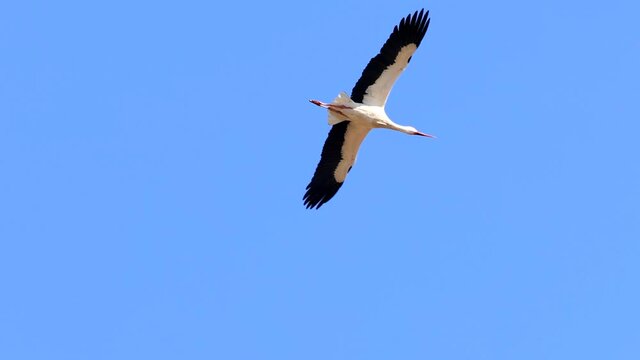 White stork (Ciconia ciconia) in flight