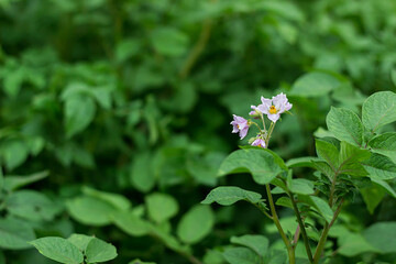 Young potatoes are growing. Flowering potatoes. Colorado beetle. Bright green foliage. Gardening, plantations and farms.