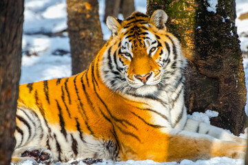 Fototapeta na wymiar Siberian tiger in a snow covered area