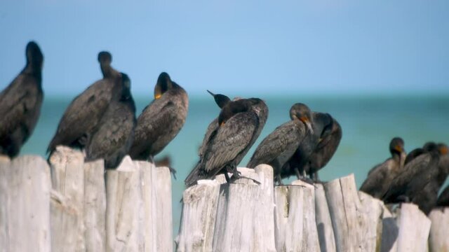 Close-up seabirds American Cormorant rest on wooden poles in the Caribbean Sea, Holbox Island, Mexico. Selective Focusing. High-quality FullHD footage