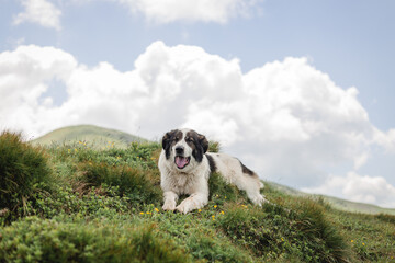 Naklejka na ściany i meble Dog sitting on green grass against the background of the light blue sky. Travel with a pet. Border Collie on a Mountain