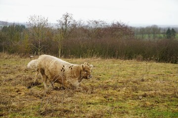 Helles Galloway-Rind beim Aufstehen auf Weide im Winter