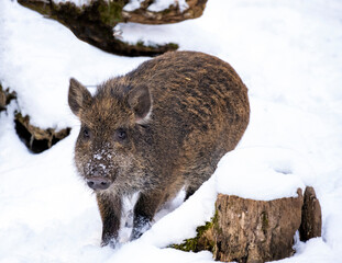 Young wild boar in the woods in winter