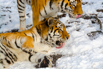 Siberian tigers in a snow covered area