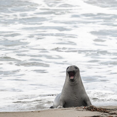 Naklejka premium Young Elephant Seal Emerges From The Pacific And Barks