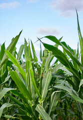 Fototapeta premium beautiful corn garden in the afternoon