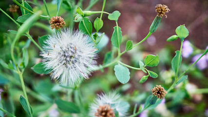 beautiful wild plant Senecio viscosus growing fresh