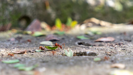 Carpenter Ants