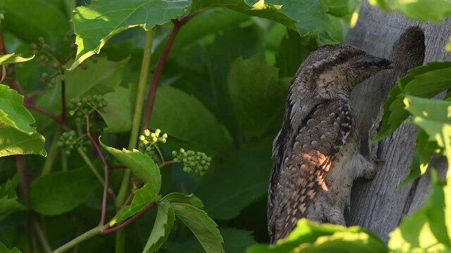 The bird holds ants and ant larvae in its beak. Eurasian wryneck or northern wryneck (Jynx torquilla).