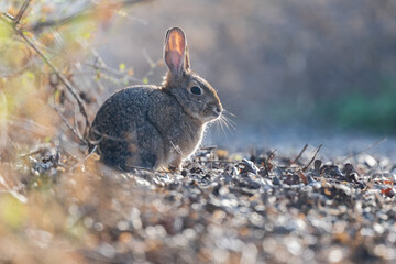 rabbit in the grass