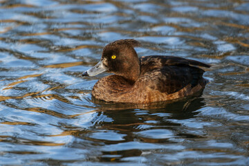 Tufted Duck, United Kingdom