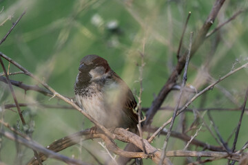 House sparrow