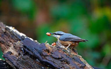 Nuthatch at a woodland feeding site