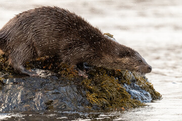 Close-up view of an Otter (Lutra lutra) on a rock on the coast of Mull, Scotland