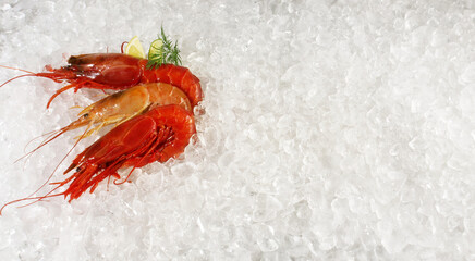 Prawns and Carabinero Shrimps on white Ice Background - obrazy, fototapety, plakaty