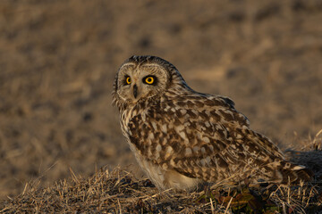 田園地帯のコミミズク
