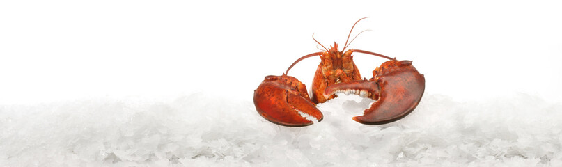 Boiled Lobster on Ice isolated on white Background - Panorama