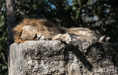 Older male lion is sleeping soundly on a large warm rocky slab with a tree-filled background.