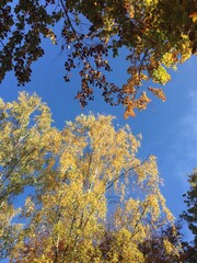 Autumn leaves against sky
