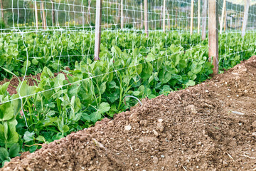 Young pea plants growing in the horticulture garden with drip irrigation system. Horticulture sostenible. Small business. Working in the garden as a hobby in new normal.