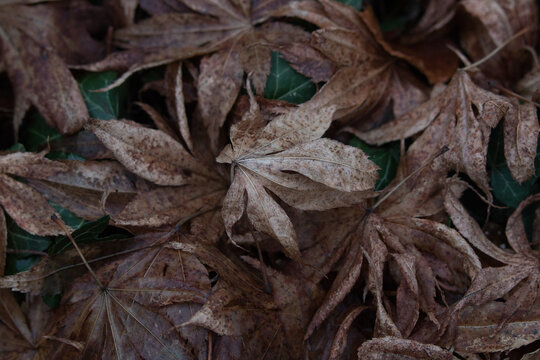 Herbstbl&auml;tter 
