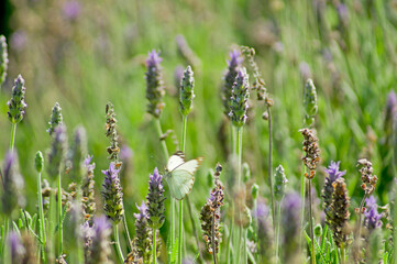 butterfly on lavender flower field (Lavandula angustifolia