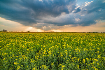 Obraz premium field of yellow flowers