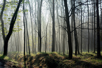 Las z poranną mgłą