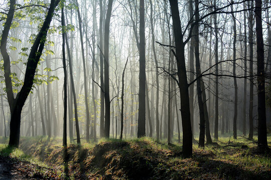 Las z poranną mgłą © Hanna