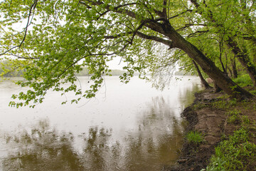 Obraz premium trees in the fog