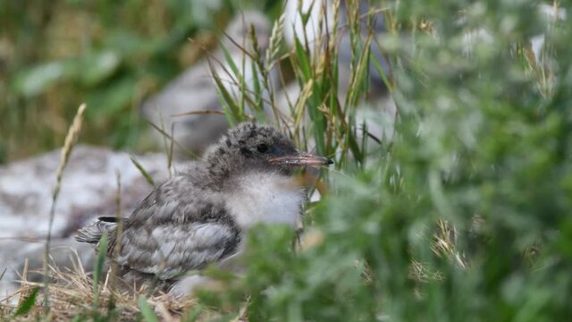 Baby bird of Common Tern.The Common Tern (Sterna hirundo) is a seabird of the tern family Sternidae. Natural habitat. Russia. Ladoga Lake.