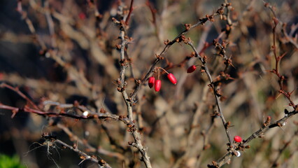 Árbol con frutos rojos