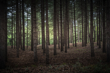 Une forêt dans les Vosges en France