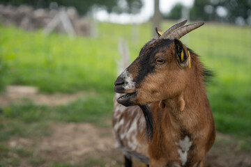 Chevre