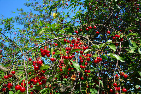 Growing and harvesting cherries. A cherry tree with a lot of red cherry fruits as a sign of a good crop of cherries.