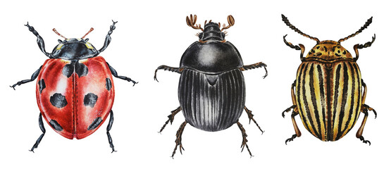 Dung beetle, colorado beetle, ladybug isolated on a white background. Illustration. Watercolor. Hand drawn. Closeup.
