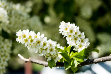 Bird cherry tree in blossom. Blooming white bird cherry tree branch on a sunny spring day, blue sky. Selective focus, blurred background