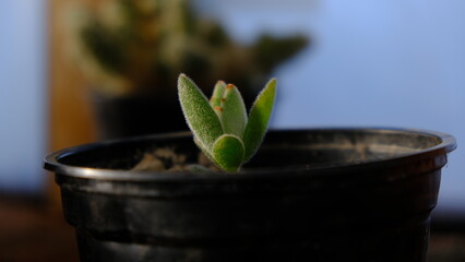 Planta crasa en invierno