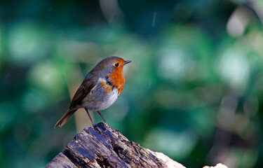 Eurasian robin feeding in the woods