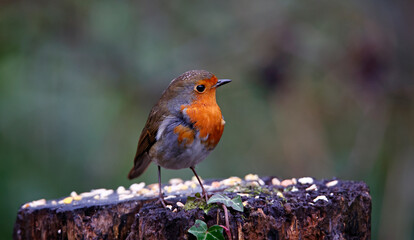 Eurasian robin feeding in the woods